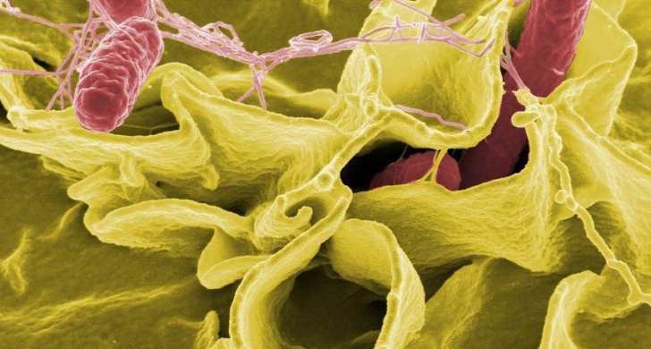 salmonella-549608_960_720.jpg